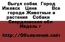 Выгул собак. Город Ижевск › Цена ­ 150 - Все города Животные и растения » Собаки   . Свердловская обл.,Ивдель г.